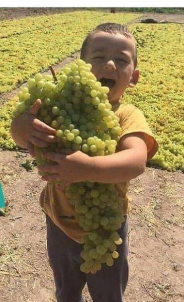تاکستان های انگور کوار