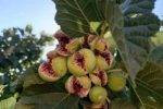 روستای ده شیب و انجیر شکم پاره؛ گوهری ناب در دامان کوار