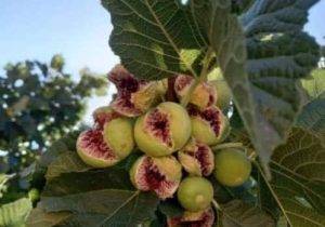 روستای ده شیب و انجیر شکم پاره؛ گوهری ناب در دامان کوار