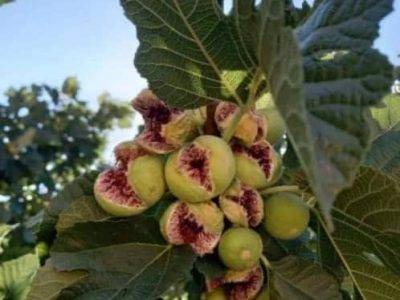 روستای ده شیب و انجیر شکم پاره؛ گوهری ناب در دامان کوار