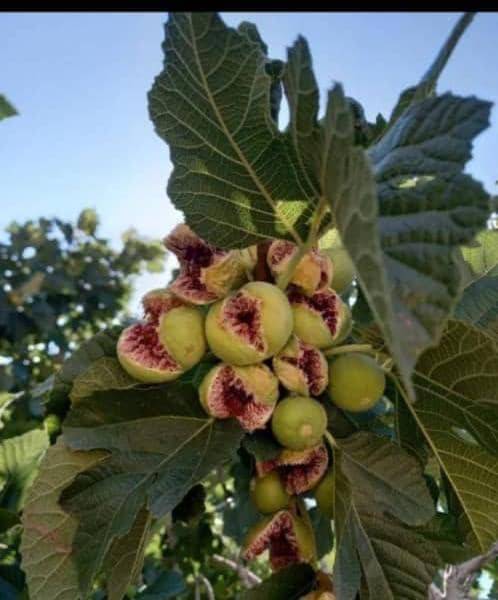 روستای ده شیب و انجیر شکم پاره؛ گوهری ناب در دامان کوار